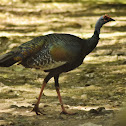 Ocellated turkey