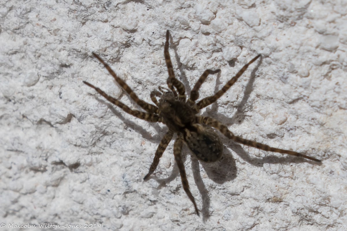 Wolf Spider