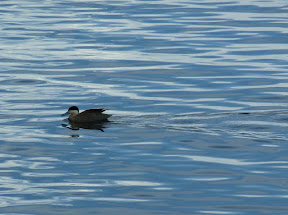 Canard à bec bleu