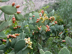 Tunas (figues de barbarie)