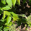 Snowberry Clearwing Moth