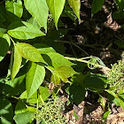 Snowberry Clearwing Moth