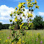 Prairie Rosinweed