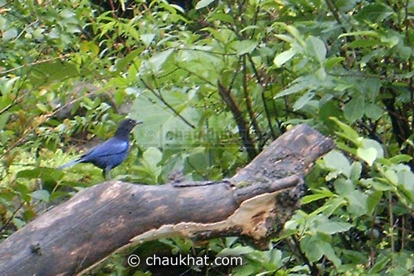 Malabar Whistling Thrush