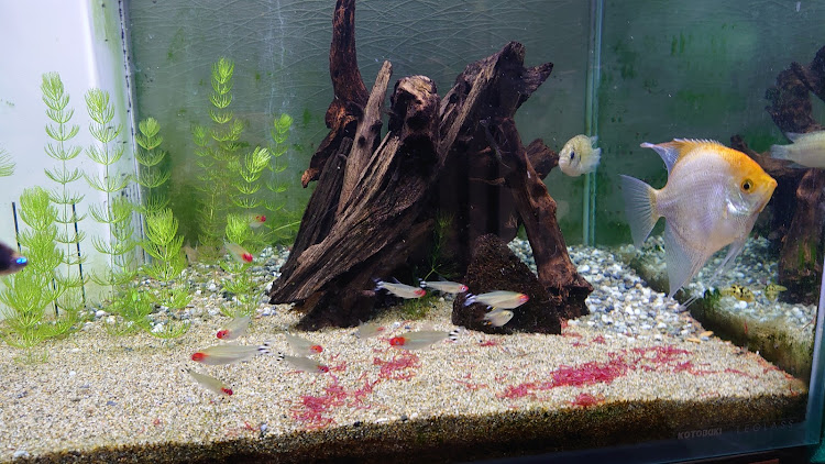 タントカスタムの熱帯魚・金魚・チョロQに関するカスタム事例の投稿画像2枚目