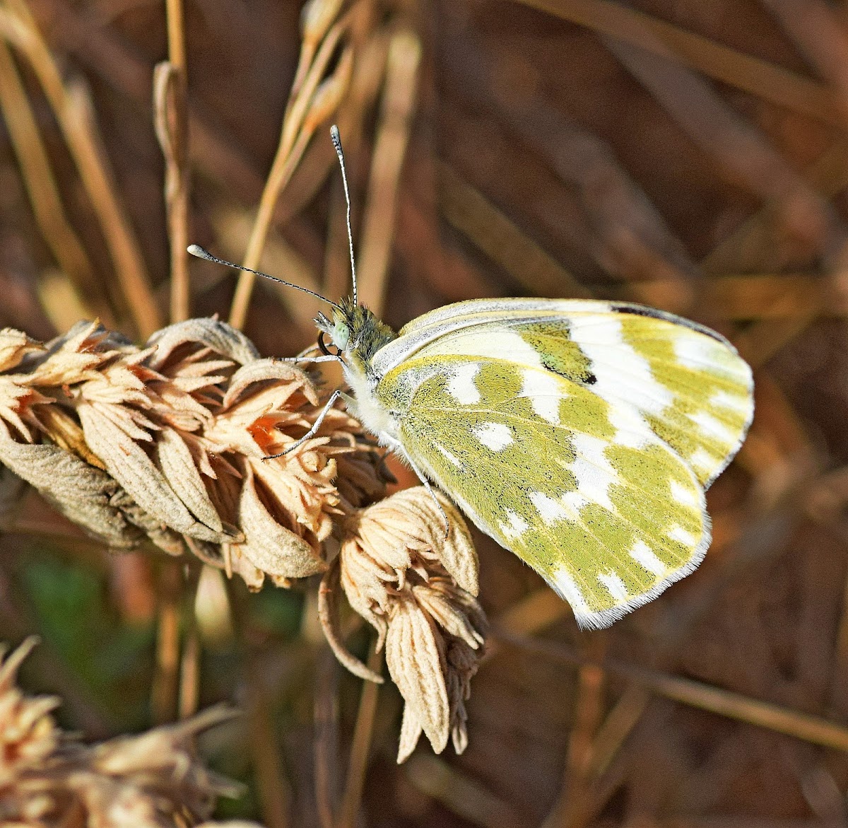 Eastern Bath White