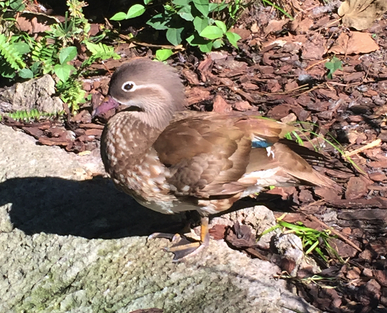 Mandarin duck