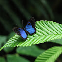 Deep-blue Eyed-Metalmark