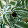 Rosemary Beetle