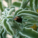 Rosemary Beetle