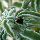 Rosemary Beetle