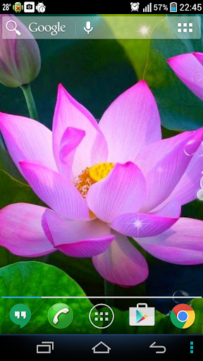 Pink Lotus Live Wallpaper