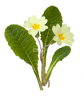 Primrose, Primula vulgaris by Andy Roland -   ( habitat, woodland, botany, yellow, flora, coppice, primula vulgaris, spring, petal, white, meadows, primrose, cutout, hedgerow, herb, wildlife, flowers, seasons, field margin, green, cut-out, leaf, species, plant, stem )