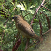 Scaly-breasted Munia (Juvenile)