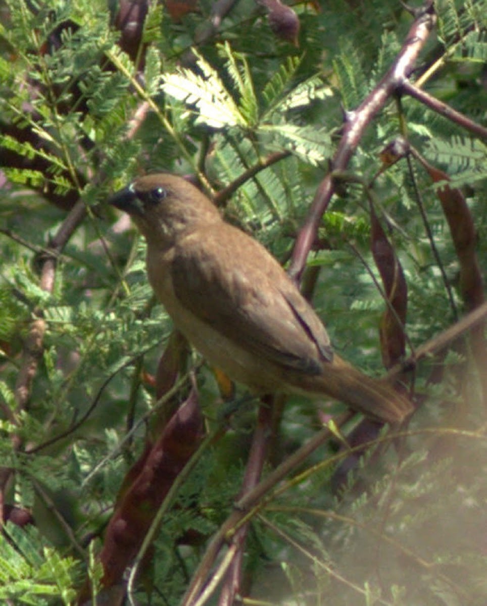 Scaly-breasted Munia (Juvenile)