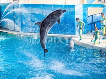 「イルカショー🐬」のメインビジュアル