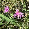 Spotted Knapweed