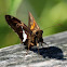 Silver-spotted Skipper