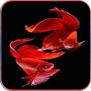 HD Betta Fish Wallpaper 1.02 Icon