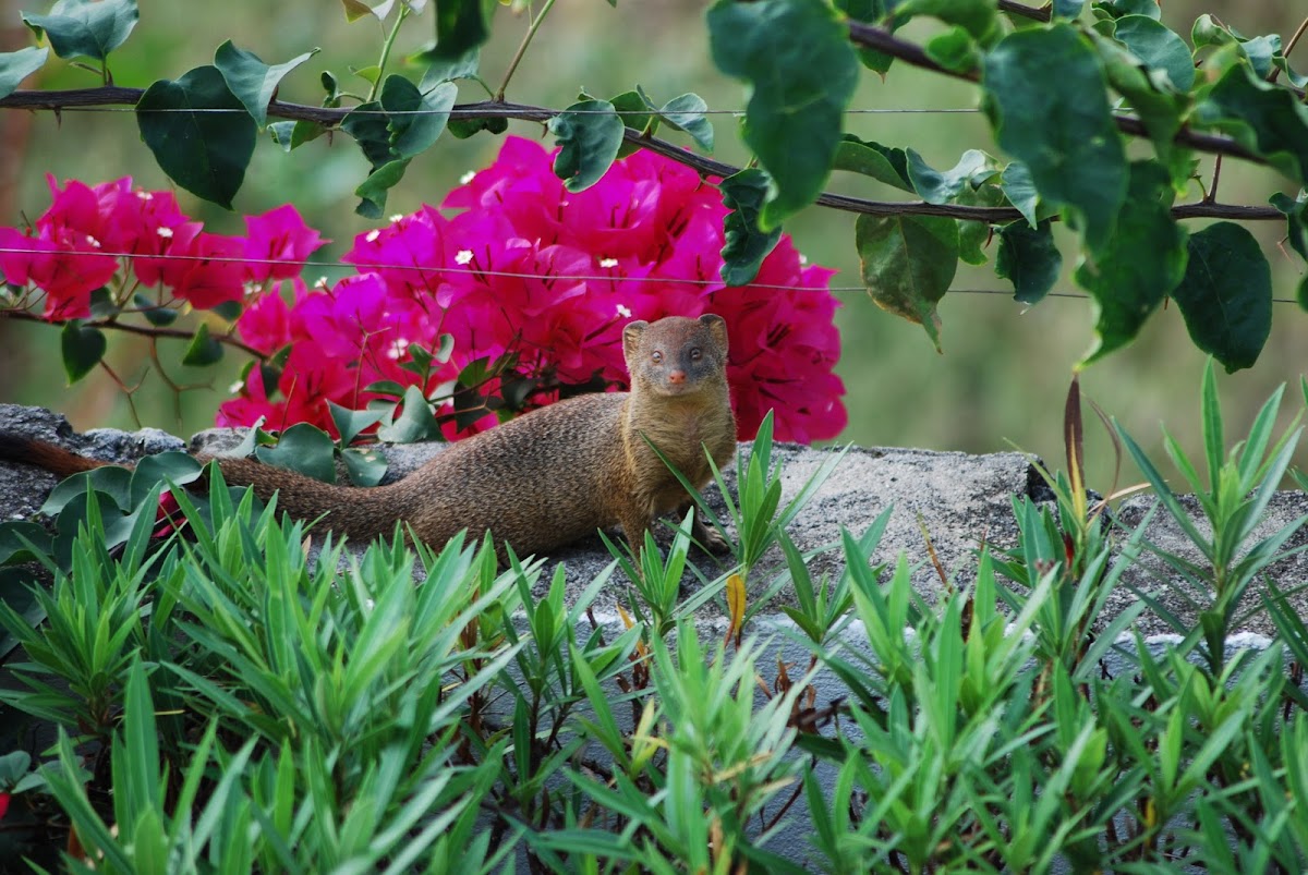 Dwarf Mongoose