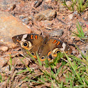 Common Buckeye