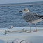 Great Black-backed Gull