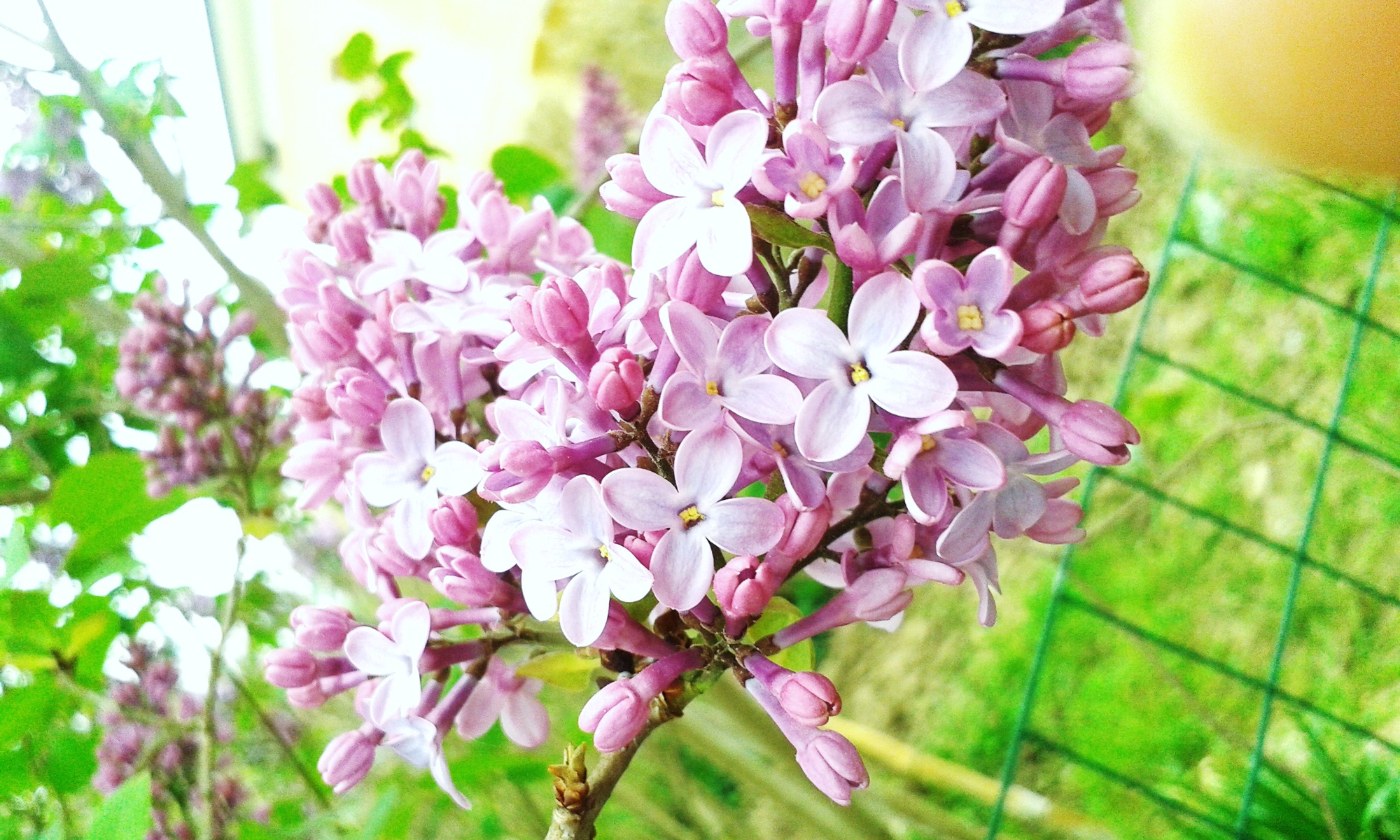 semplicemente fiori da giardino di Miyari