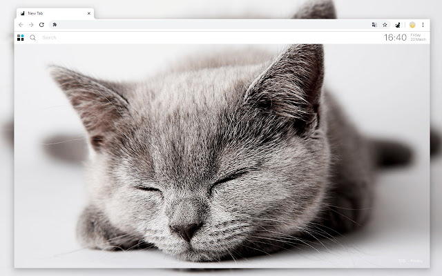 Cute Kitten Wallpapers New Tab Theme