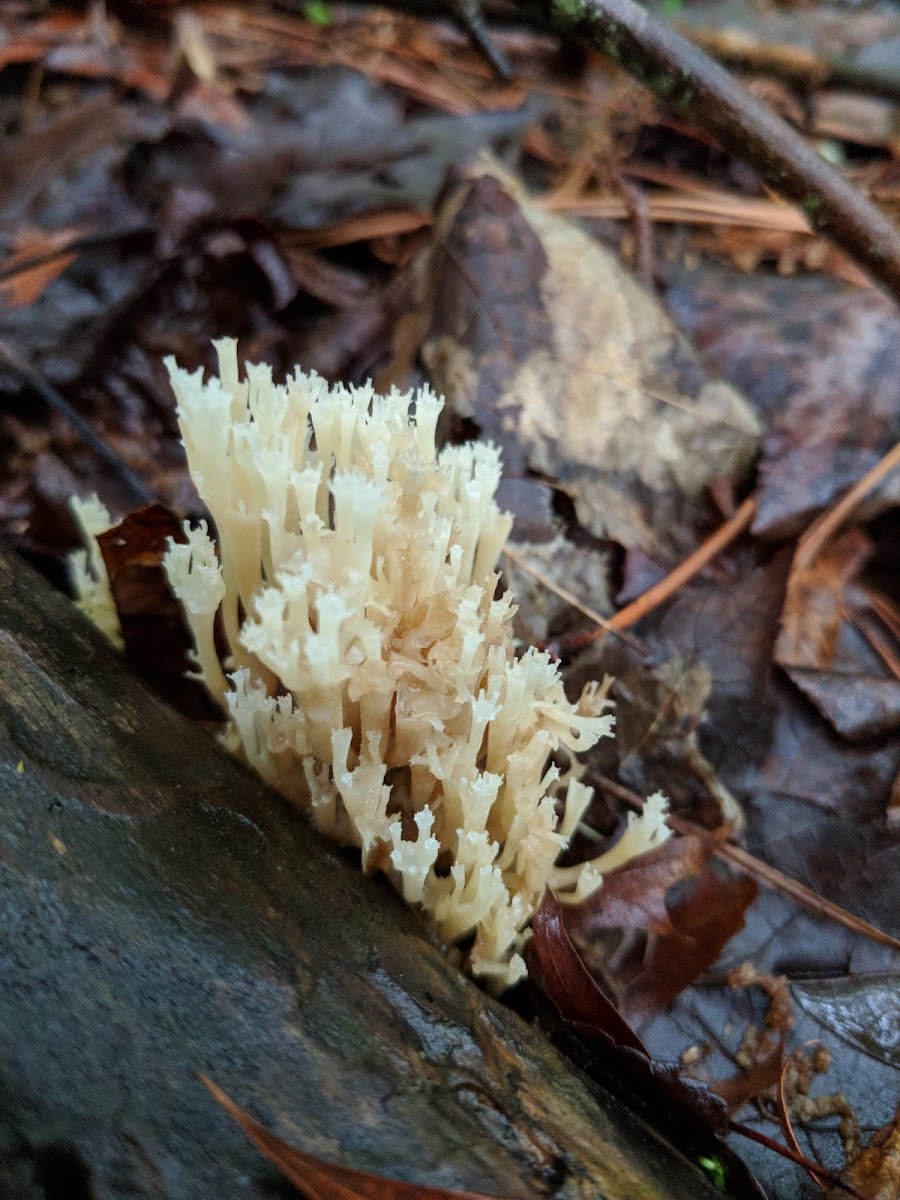 Coral Fungus