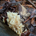 Coral Fungus