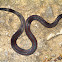 Chiapas Burrowing Snake, yellow-bellied variant