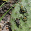 Cactus Coreid bug