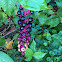 American Pokeweed