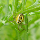 Cricket-bat orb weaver