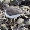 Common Sandpiper; Andarríos Chico