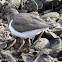 Common Sandpiper; Andarríos Chico