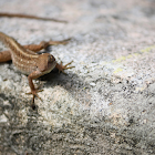 Brown anole (♂)