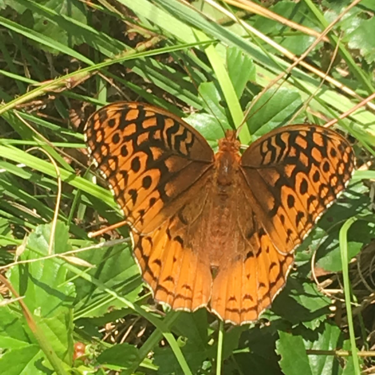 Great Spangled Fritillary