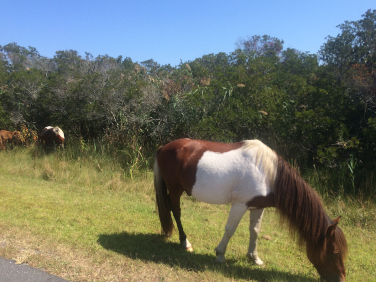 Assateague Horses