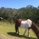 Assateague Horses