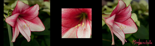 Amaryllis Donna Maree AmaryllisDonnaMaree110321_TriptyqueRM