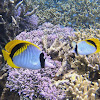 Lined Butterflyfish