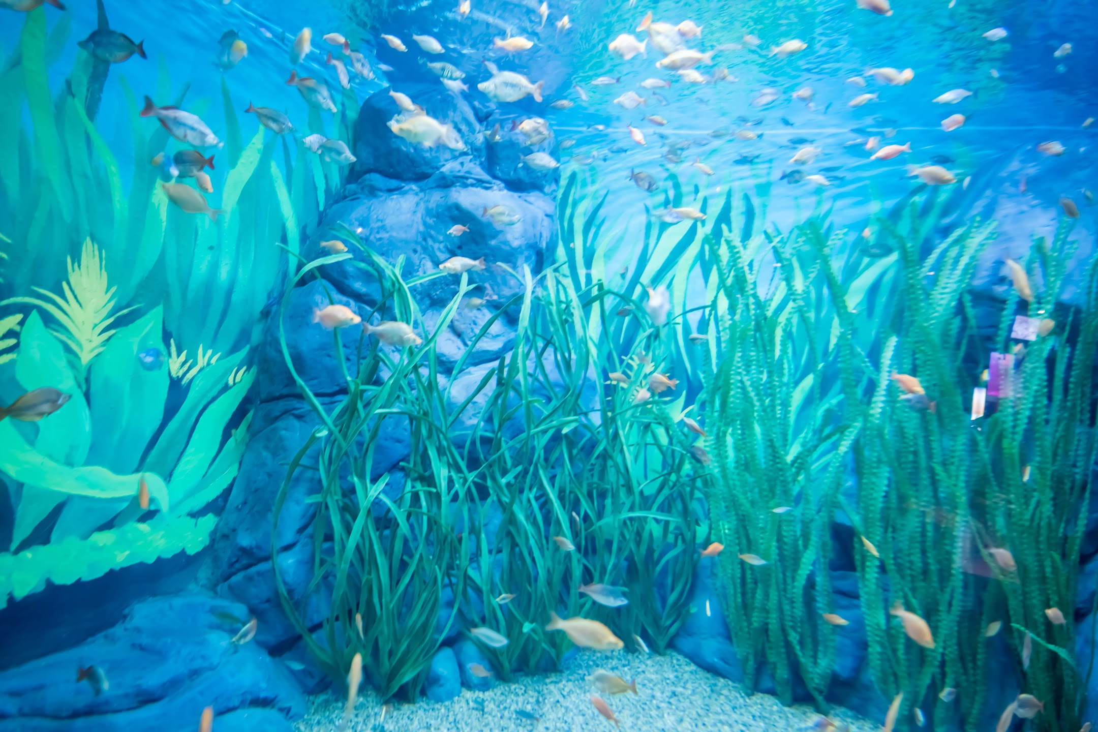 Shanghai Ocean Aquarium2