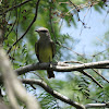 Western Kingbird