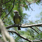 Western Kingbird