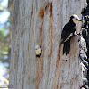 White-headed Woodpecker