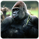 Download Gorilla Wallpaper HD For PC Windows and Mac