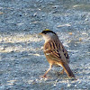 Golden Crowned Sparrow