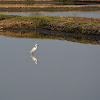 Little Egret