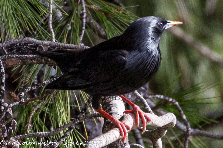 Spotless Starling; Estornino Negro